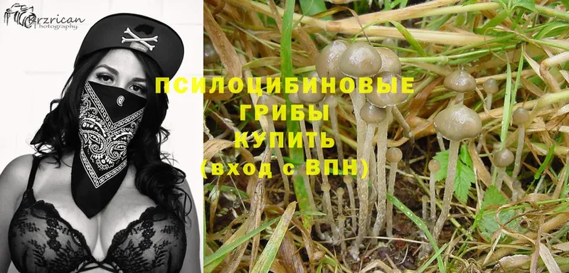 Псилоцибиновые грибы Psilocybe  гидра маркетплейс  Вышний Волочёк 